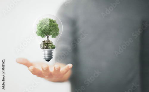 Albero in lampadina in mano, concetto di ecologia e sostenibilità, energia rinnovabile