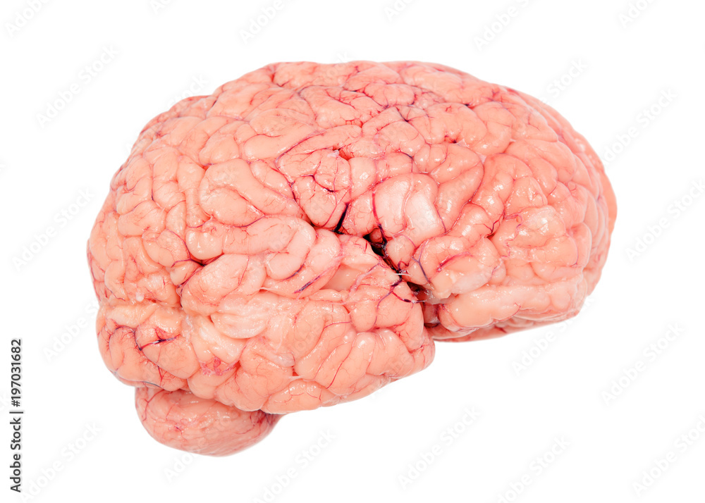 human brain real cut