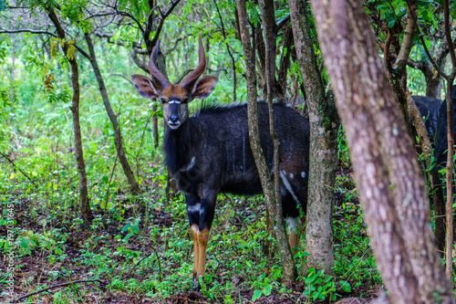 Nyala