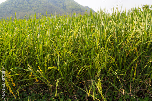 Rice field gren leaf