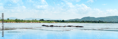 Hippos