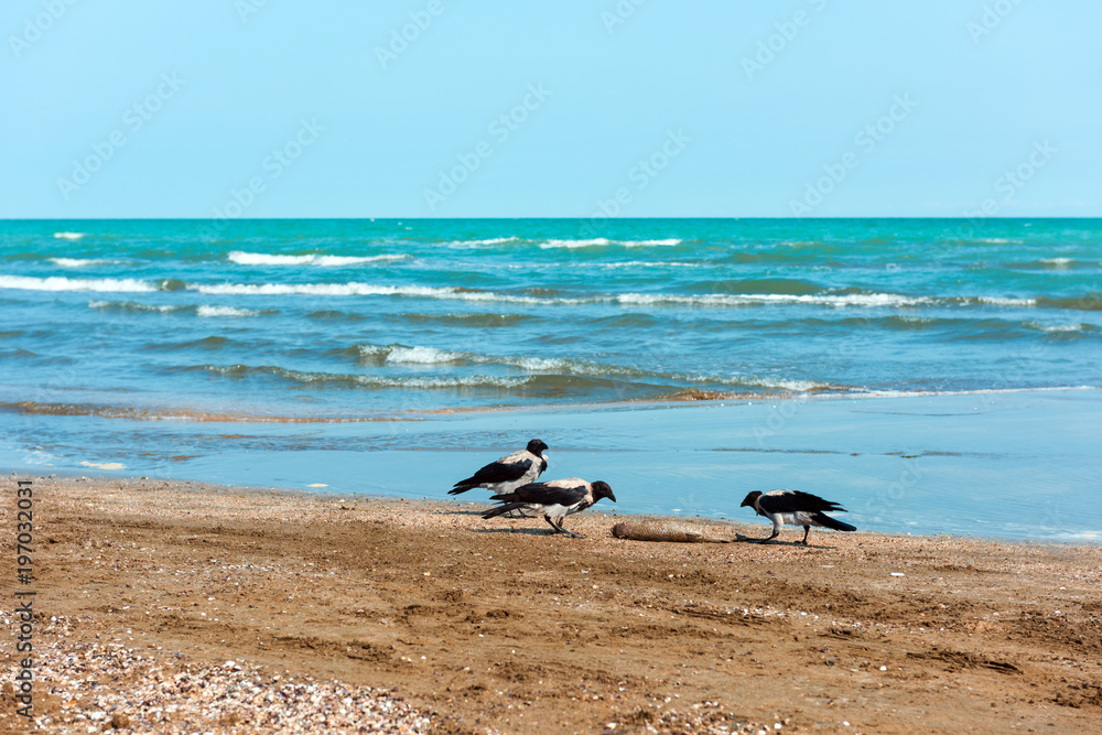 Crows on the shore eat fish