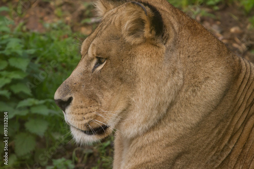 close-up photo portrait of a beautiful Barbary Lioness