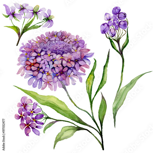 Beautiful purple iberis flower on a stem. Floral set (candytuft flowers, leav...