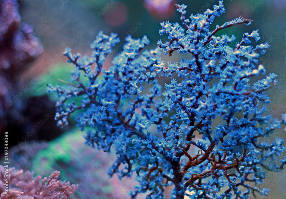 Obraz premium Blueberry Sea Fan (Acalycigorgia sp.)