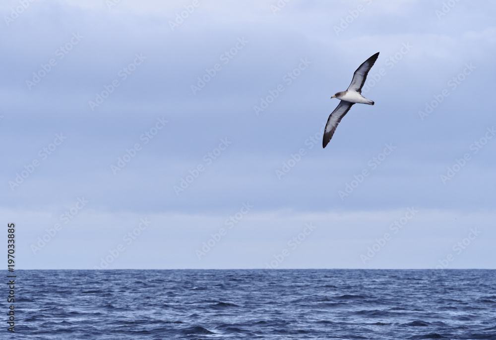 Bird flying over Atlantic Ocean near the coast of Pico Island, Azores, Portugal Bird flying over Atlantic Ocean near the coast of Pico Island, Azores, Portugal