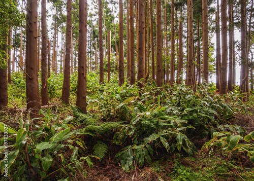 Forest near Espirito Santo, Santa Maria Island, Azores, Portugal