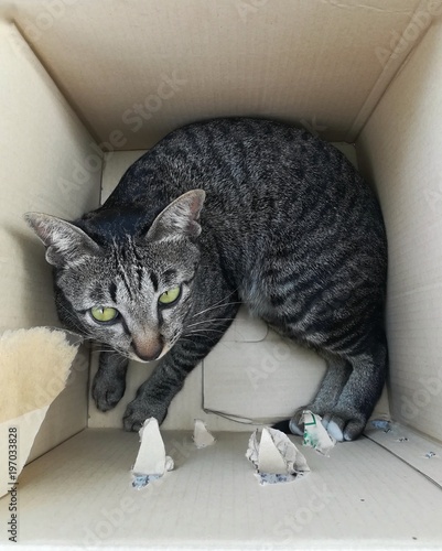 Tabby cat in the paper box.