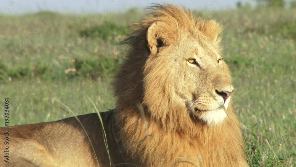 close up of the manes of a lion sitting. close up of the manes of a lion sitting.