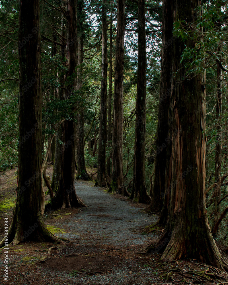 Obraz premium Path in forest