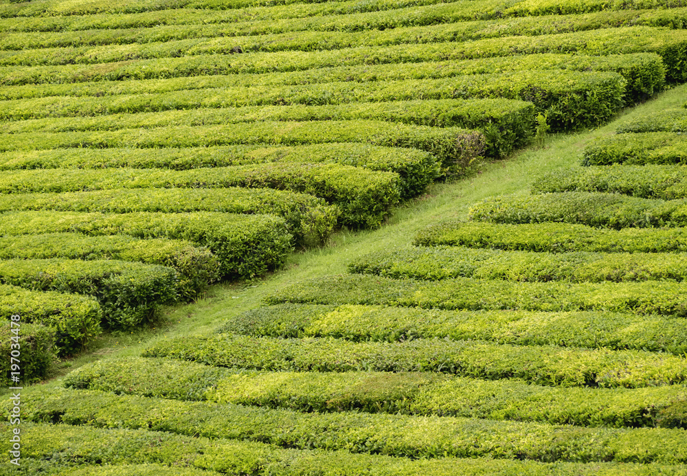 Porto Formoso Tea Fields, Sao Miguel Island, Azores, Portugal