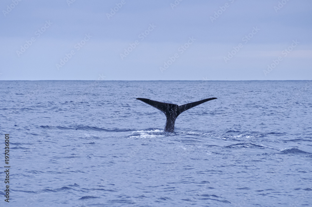 Fototapeta premium Whale watching by the coast of Pico Island, Azores, Portugal