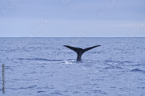 Whale watching by the coast of Pico Island, Azores, Portugal