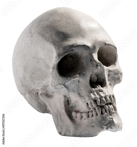 Quadro su tela Toy model of a human skull