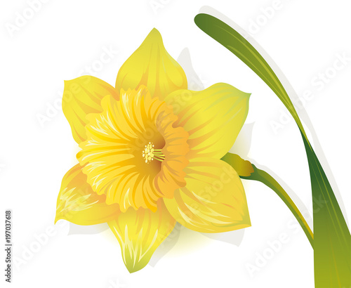 Osterglocke, Gelbe Narzisse, Frühlingsblume in der Osterzeit, Vektor Illustration isoliert auf weißem Hintergrund 