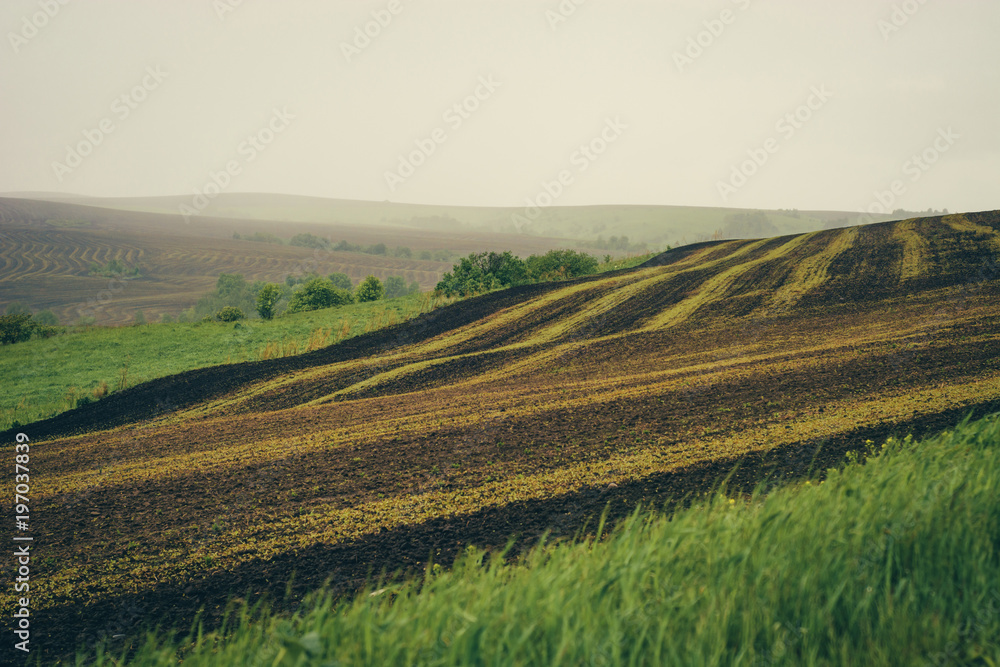 Spring green fields with planted crops among the hills. Spring green fields with planted crops among the hills.