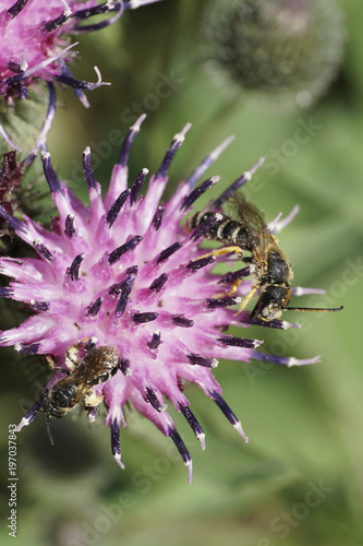 Macro of two gray-black and fluffy Caucasian striped bee Melitta tricincta on a white-purple thistle flower photo