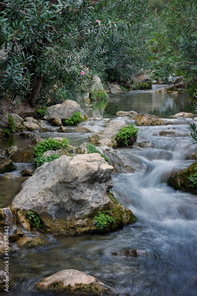 The river flows between the stones and oleander in summer