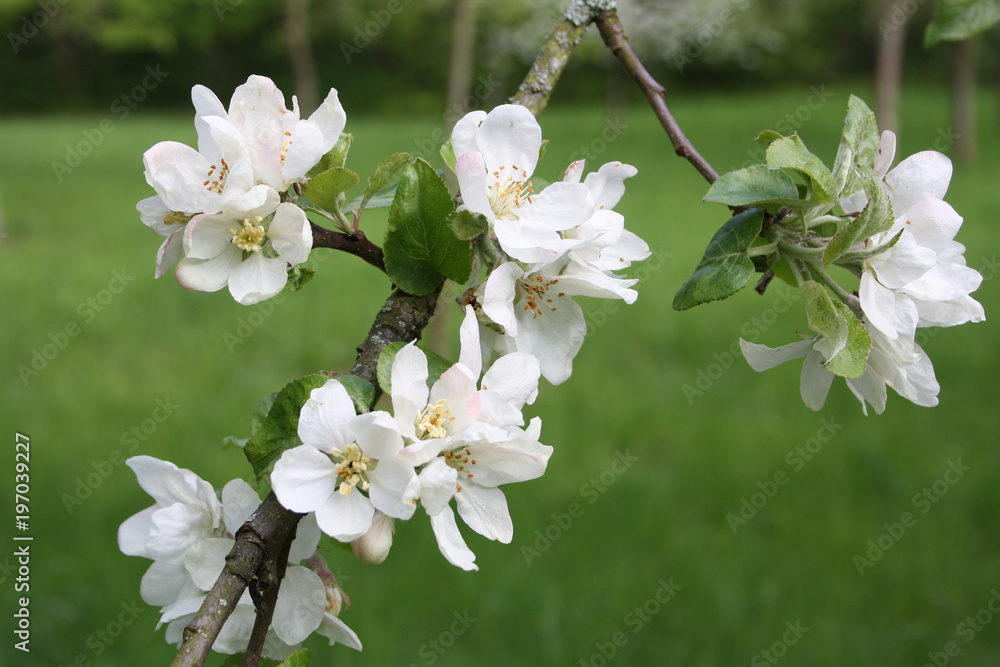 Apfelblüte, Apfelbaum im Frühjahr