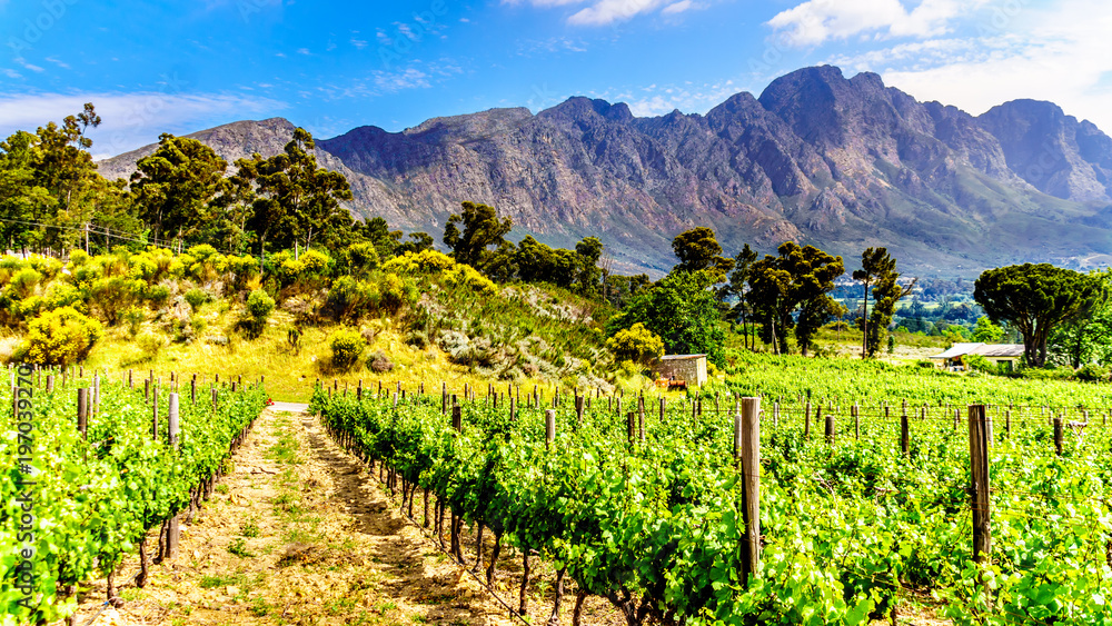 Vineyards of the Cape Winelands in the Franschhoek Valley in the Western Cape of South Africa, amidst the surrounding Drakenstein mountains - obrazy, fototapety, plakaty 