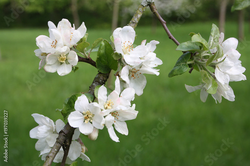 Apfelblüte, Apfelbaum im Frühjahr