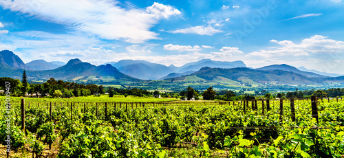 Vineyards of the Cape Winelands in the Franschhoek Valley in the Western Cape of South Africa, amidst the surrounding Drakenstein mountains