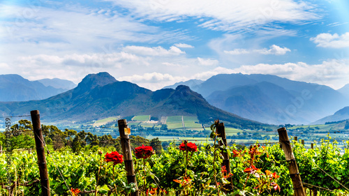 Vineyards of the Cape Winelands in the Franschhoek Valley in the Western Cape of South Africa, amidst the surrounding Drakenstein mountains photo