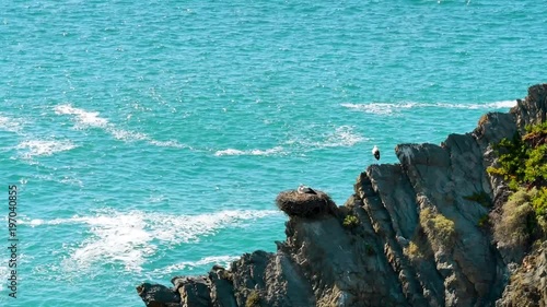 Cavaleiro, storks nesting on the cliffs enjoying the sun, Costa Vicentina, Alentejo, Portugal