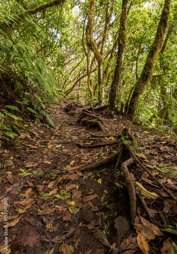 Bosque Encantado, laurel forest, Anaga Rural Park, Tenerife Island, Canary Islands, Spain