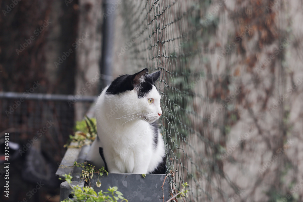 Katze auf katzensicherem Balkon mit Netz