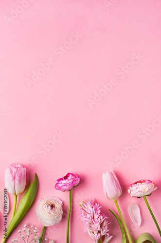 Fototapeta Naklejka Na Ścianę i Meble -  Pink flowers on a pink background. Flat Lay. Copy space.