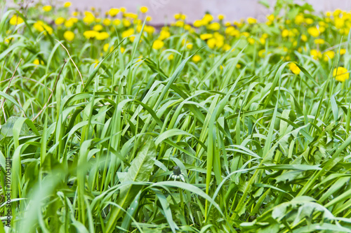 Fototapeta Naklejka Na Ścianę i Meble -  Green grass texture and yelow dandelions backgrounds