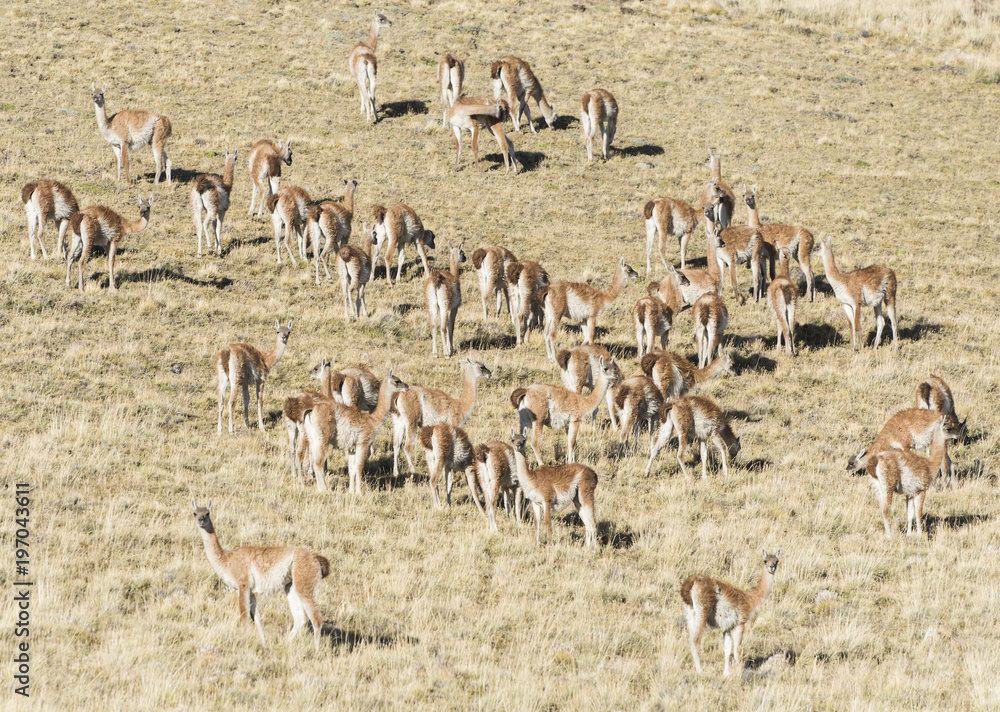 Large herd of wild guanaco lamas in pampas of Tierra del Fuego Large herd of wild guanaco lamas in pampas of Tierra del Fuego