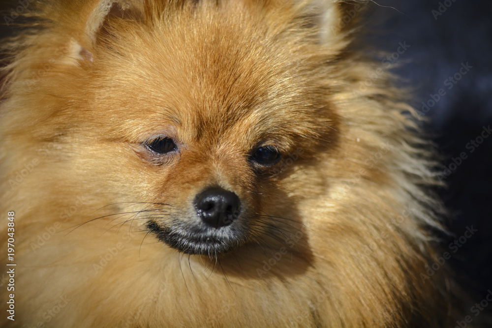 Close up of a German spitz against blurry background.