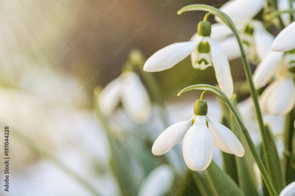 snowdrops close up in a garden, Spring is coming. snowdrops close up in a garden, Spring is coming.