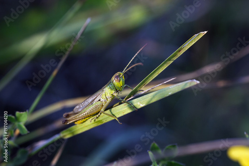 Small green locust sits on grass in field