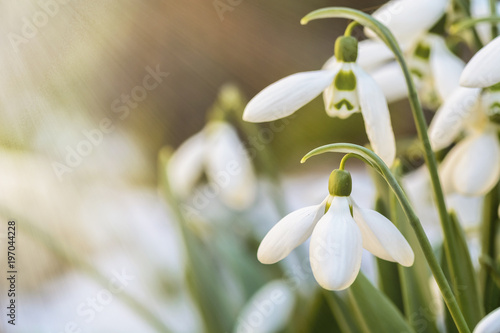 snowdrops close up in a garden, Spring is coming. © CLement