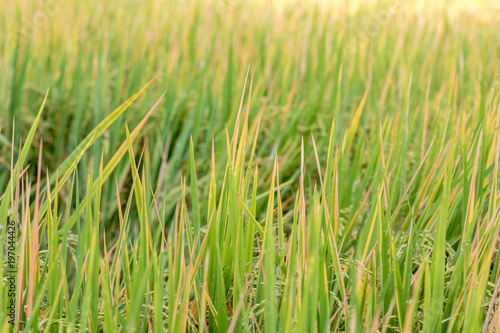 Scene rice paddies, rice field in summer march, Thailand