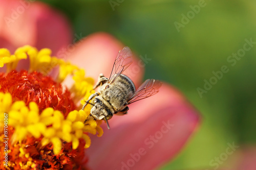 Close-up view from front of Caucasian fluffy gray bee Amegilla albigena on orange-pink flower Zinnia photo