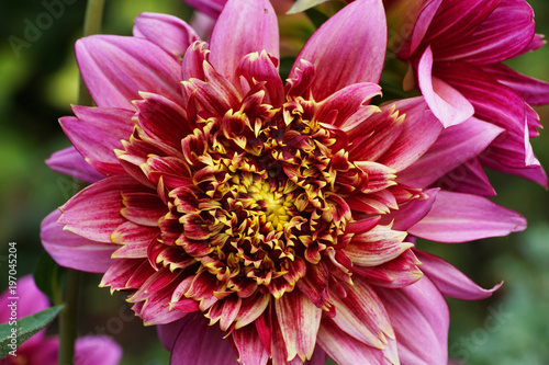 Fototapeta Naklejka Na Ścianę i Meble -  Close-up of the Dahlia variety Vancouver with a violet inflorescence growing in the foothills of the Caucasus