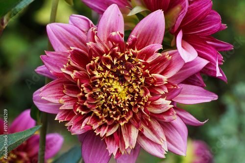 Fototapeta Naklejka Na Ścianę i Meble -  Close-up view from above of a Dahlia flower Vancouver with a violet inflorescence growing in the foothills of the Caucasus