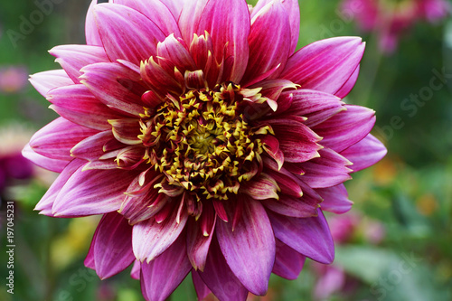 Fototapeta Naklejka Na Ścianę i Meble -  Flower of dahlia Dahlia variety Vancouver with a violet inflorescence growing in the foothills of the Caucasus