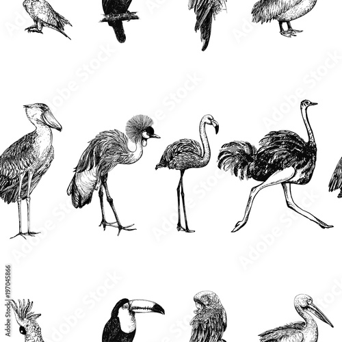 Seamless pattern of hand drawn sketch style exotic birds isolated on white background. Vector illustration.