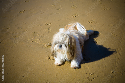 Lovely Shih-Tzu relaxed on the beach