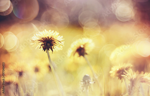 Abstract background with yellow flowers - dandelions.