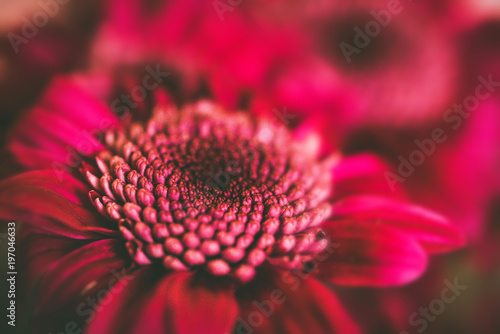 Close-up of purple chrysanthemum flower