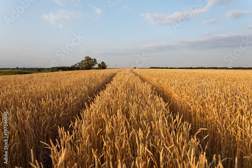 Golden wheat flied at sunset