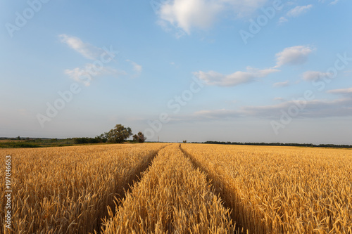 Golden wheat flied at sunset © sveten