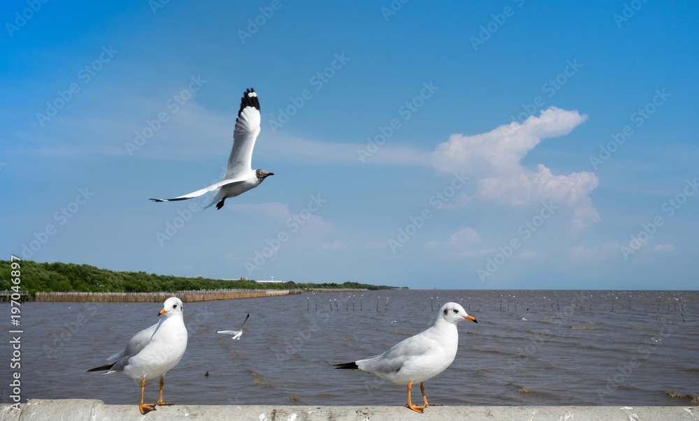 The Seagull Birds flying and stand on the bridge with blue sky background at Bangpoo thailand. The Seagull Birds flying and stand on the bridge with blue sky background at Bangpoo thailand.