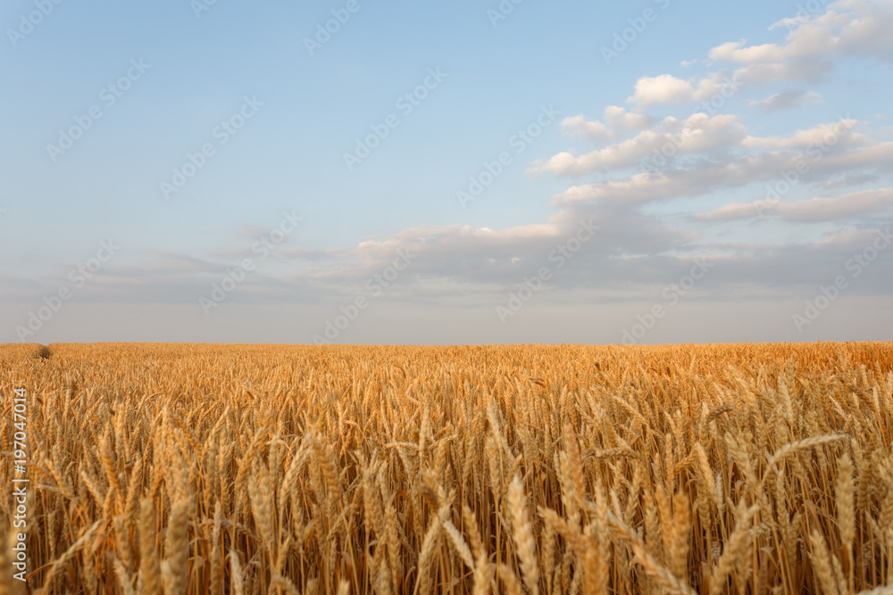 Golend wheat flied before harvesting